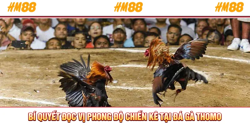Bí quyết đọc vị phong độ chiến kê tại đá gà Thomo