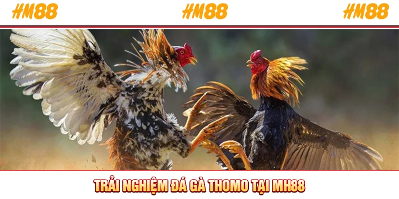 Trải nghiệm đá gà Thomo tại HM88